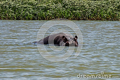 Hippo looking out of the water in lake Tana, Ethiopia Stock Photo