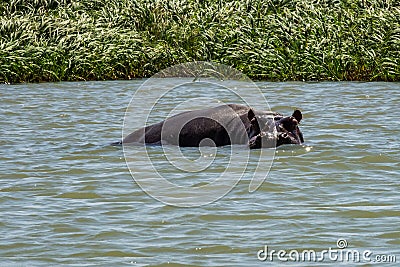 Hippo looking out of the water in lake Tana, Ethiopia Stock Photo