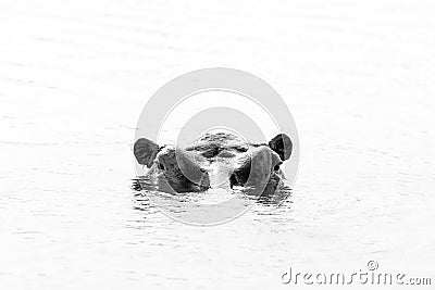 Hippo Looking up from the Water, black and white Stock Photo