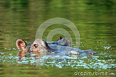 Hippo Looking up from the Water Stock Photo