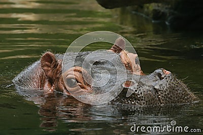 Hippo looking at you Stock Photo