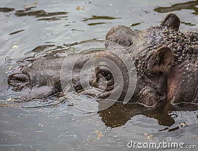 Hippo in a murky green water Stock Photo