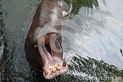 Hippo open big mouth in water Stock Photo