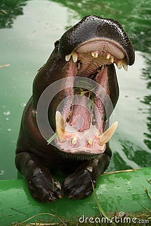 Hippo with open jaws Stock Photo