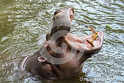 The hippo open mouth in river Stock Photo