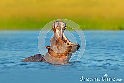 Hippo open muzzle in river water. Wildlife Africa. African Hippopotamus, Hippopotamus amphibius capensis, with evening sun, animal Stock Photo