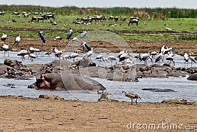 Hippo Pool Stock Photo