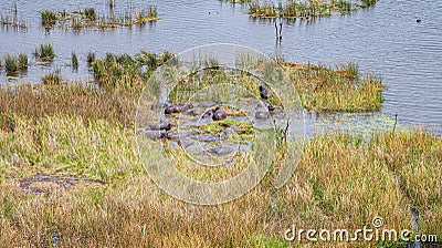 Hippo pool with a lot of animals in the Okavango Delta, Botswana Stock Photo