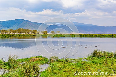 Hippo Pool in the Ngorongoro crater National Park. Safari Tours in Savannah of Africa. Beautiful wildlife in Tanzania, Africa Stock Photo