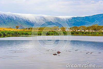 Hippo Pool in the Ngorongoro crater National Park. Safari Tours in Savannah of Africa. Beautiful wildlife in Tanzania, Africa Stock Photo