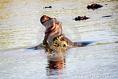 Hippo porpoising Stock Photo