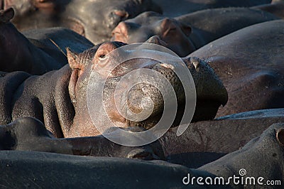 Hippo relaxing in south africa st lucia Stock Photo