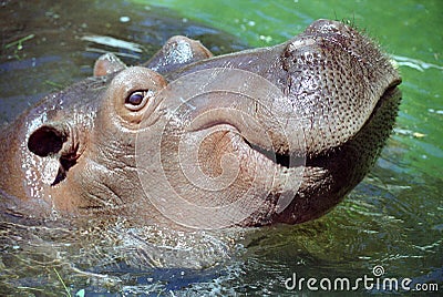 Hippo smile Stock Photo