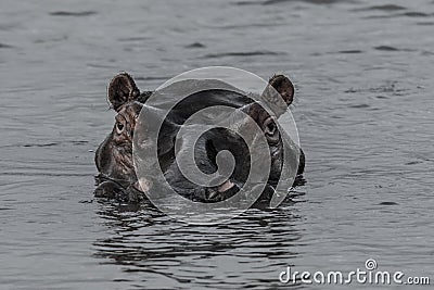 Hippo in south africa st lucia Stock Photo