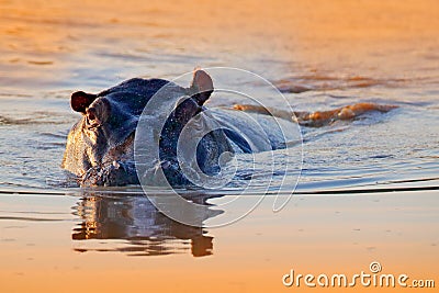 Hippo in the water. African Hippopotamus, Hippopotamus amphibius capensis, with evening sun, animal in the nature water habitat, Stock Photo