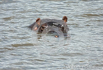 hippo-water-head-stick-out-16782906.jpg