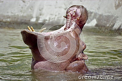 Hippo yawn Stock Photo