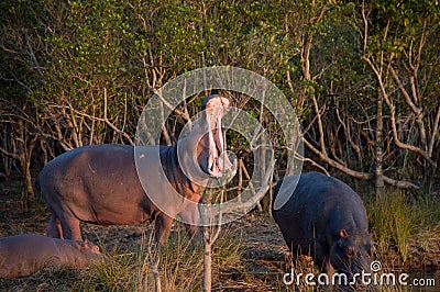 Hippo yawn in south africa st lucia Stock Photo