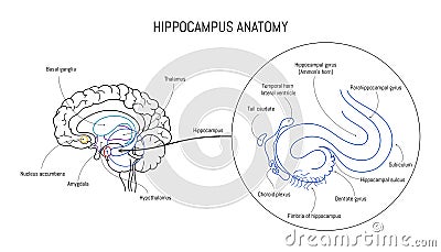 Hippocampus anatomy and structure. Neuroscience infographic on white background. Human brain lobes and sections Vector Illustration