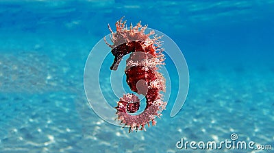 Mediterranean Seahorse - Hippocampus guttulatus Stock Photo