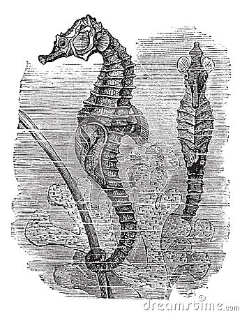 Hippocampus Syngnathus hippocampus or short-snouted seahorse, vintage engraving Vector Illustration