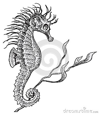 Hippocampus vector Vector Illustration