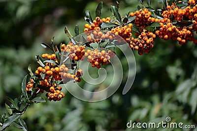 Hippophae Stock Photo