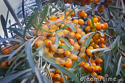 Hippophae rhamnoides. Branch of sea buckthorn with berries Stock Photo