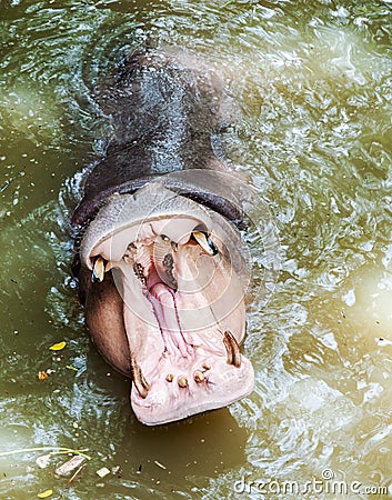 Hippopotamus is agape Stock Photo