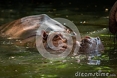 Hippopotamus Stock Photo