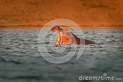 Hippopotamus - Hippopotamus amphibius or hippo is large, mostly herbivorous, semiaquatic mammal native to sub-Saharan Africa. Head Stock Photo