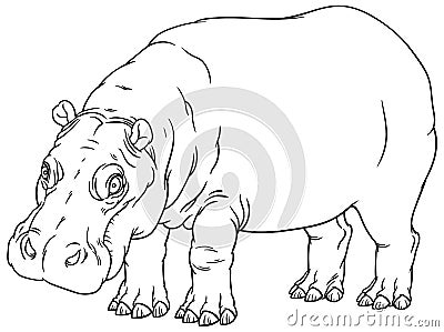 Hippopotamus amphibius or river horse Vector Illustration