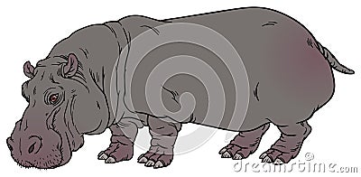 Hippopotamus amphibius or river horse Vector Illustration