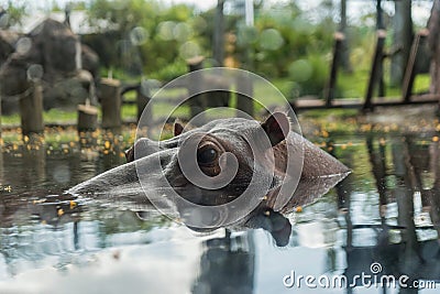 Hippopotamus in Busch Gardens Tampa Bay. Florida. Editorial Stock Photo