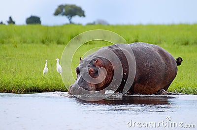 Hippopotamus Stock Photo