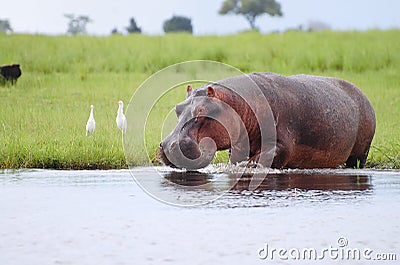 Hippopotamus - Chobe National Park - Botswana Stock Photo