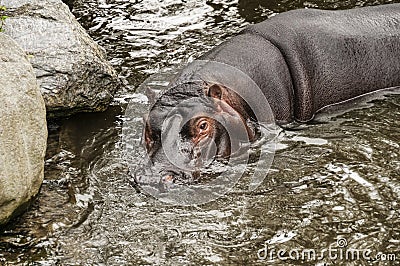 Hippopotamus in Dublin Zoo Stock Photo