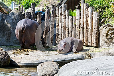 Hippopotamus in front of wooden wall Stock Photo