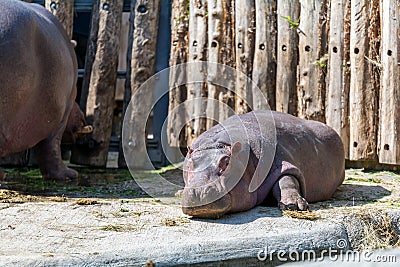 Hippopotamus in front of wooden wall Stock Photo