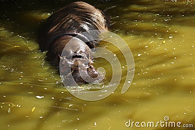 Hippopotamus Stock Photo