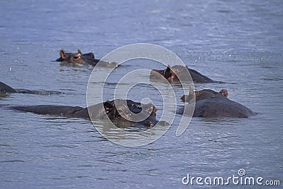 Hippopotamus Stock Photo