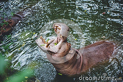 Hippopotamus or hippo mouth jaws for food Stock Photo