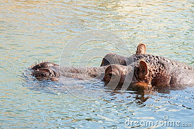 A hippopotamus hippo resting in the water. Stock Photo