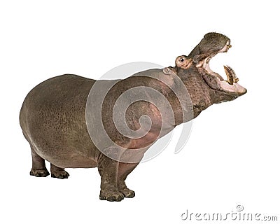 Hippopotamus - Hippopotamus amphibius ( 30 years) Stock Photo