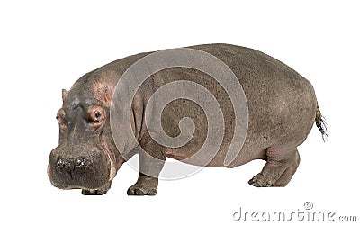 Hippopotamus - Hippopotamus amphibius ( 30 years) Stock Photo