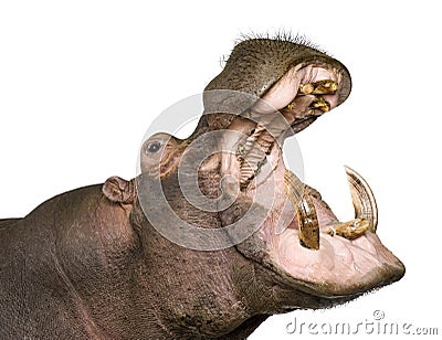 Hippopotamus - Hippopotamus amphibius ( 30 years) Stock Photo