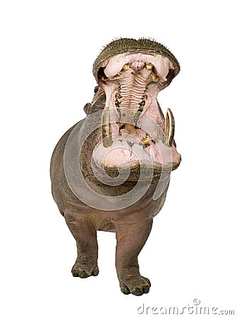 Hippopotamus - Hippopotamus amphibius ( 30 years) Stock Photo