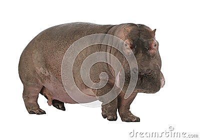 Hippopotamus - Hippopotamus amphibius ( 30 years) Stock Photo