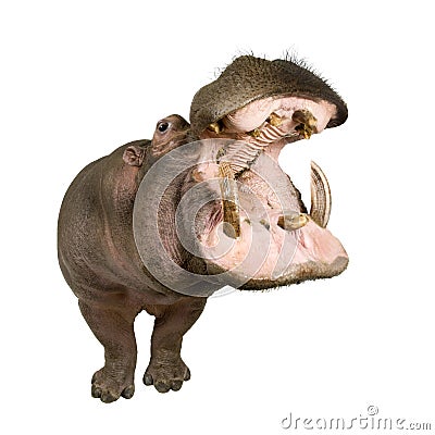 Hippopotamus - Hippopotamus amphibius ( 30 years) Stock Photo