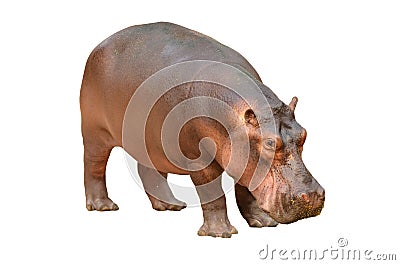 Hippopotamus isolated Stock Photo